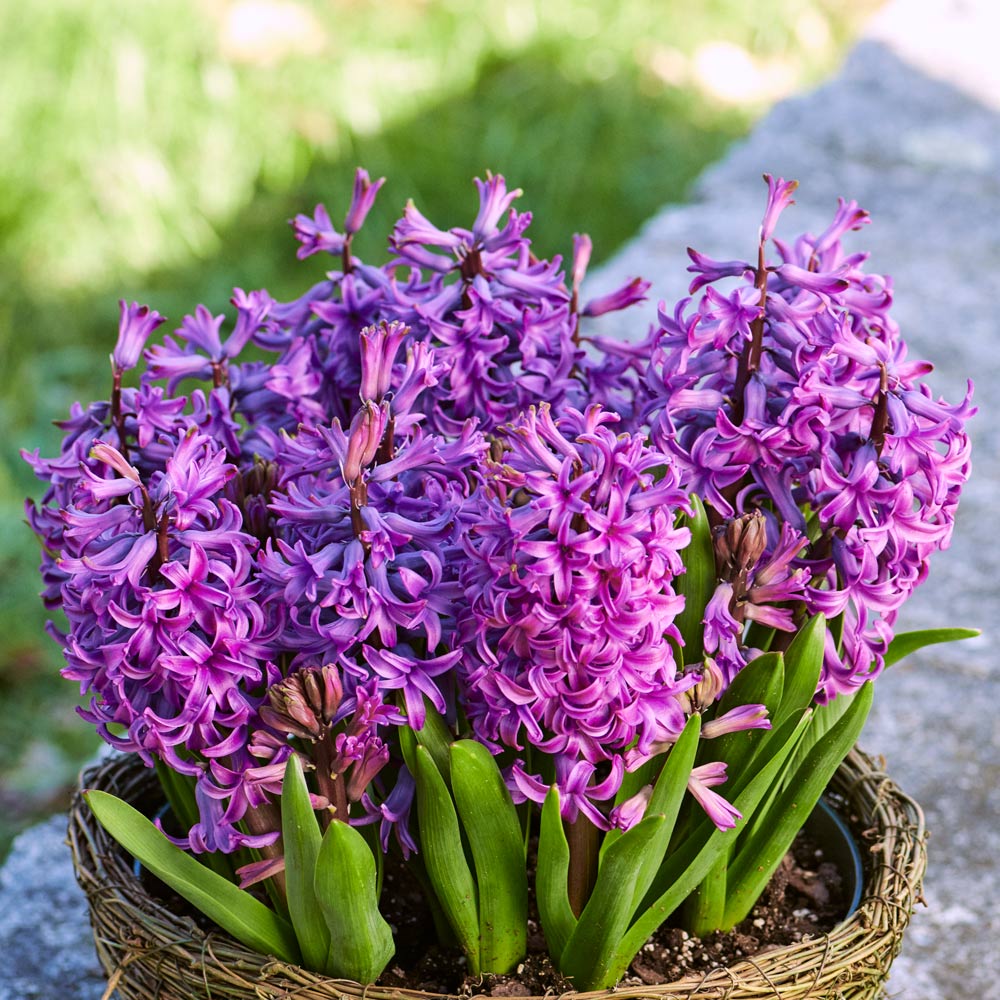Hyacinth 'Purple Sensation,' Ready-to-Bloom | White Flower Farm