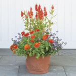  Zydeco Fire Container Garden