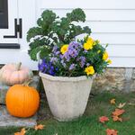  Blue Notes Fall Container Garden