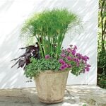  Summer Spray Container Garden