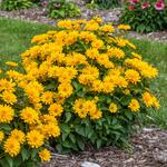  Heliopsis helianthoides Athena Gold™ 