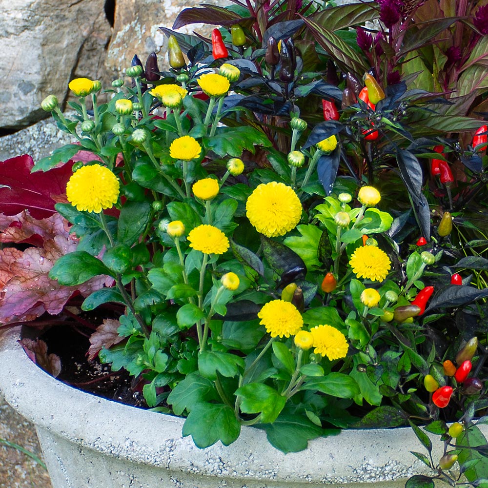 Chrysanthemum 'Lois'