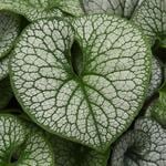  Brunnera macrophylla Frost King