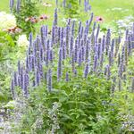  Agastache 'Blue Fortune' 