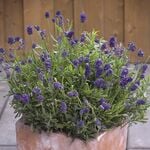  Lavandula angustifolia