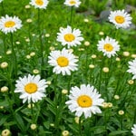  Leucanthemum x superbum 'Becky'