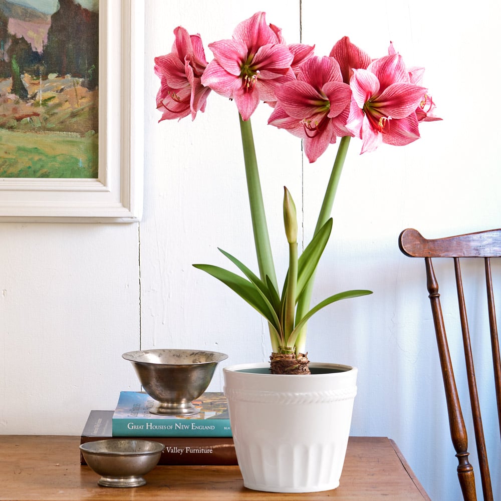 Amaryllis 'Fantasy'