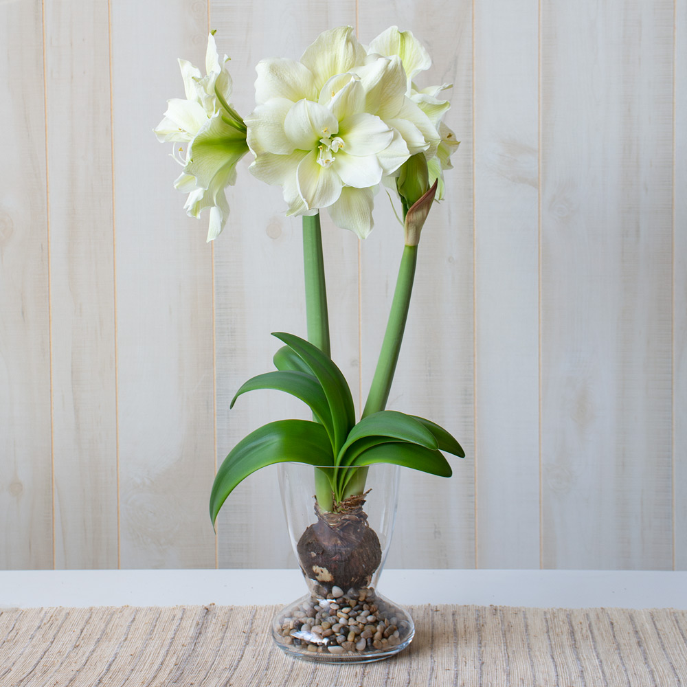 Amaryllis 'Marilyn'