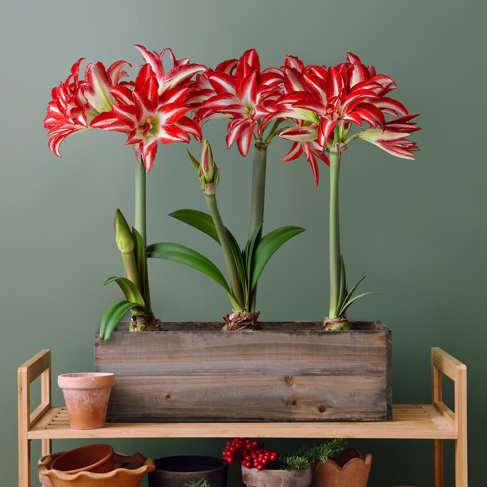 Amaryllis 'Splash'