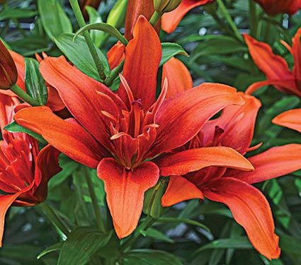 Lilium Red Twin®