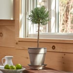  Rosemary Topiary in Gray Parisian Pot
