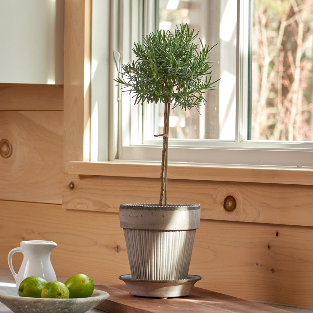 Rosemary Topiary in Gray Parisian Pot