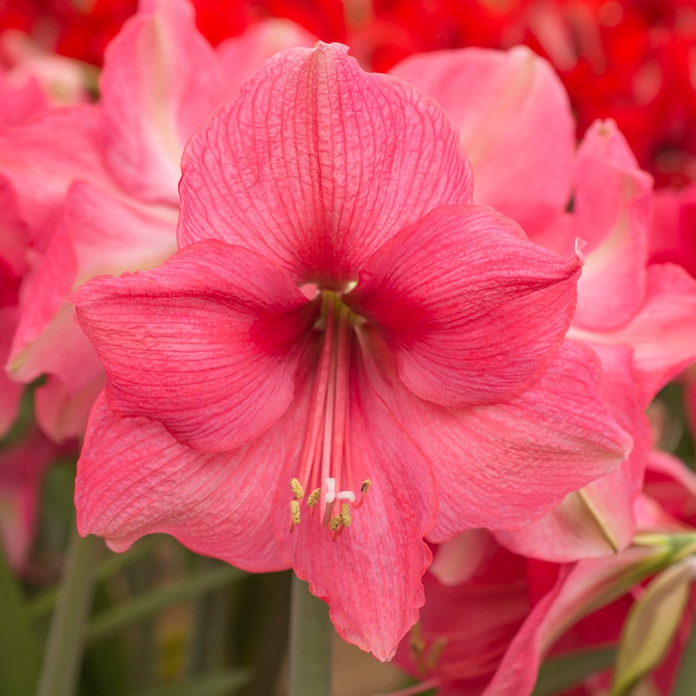 Amaryllis 'Pink Surprise'