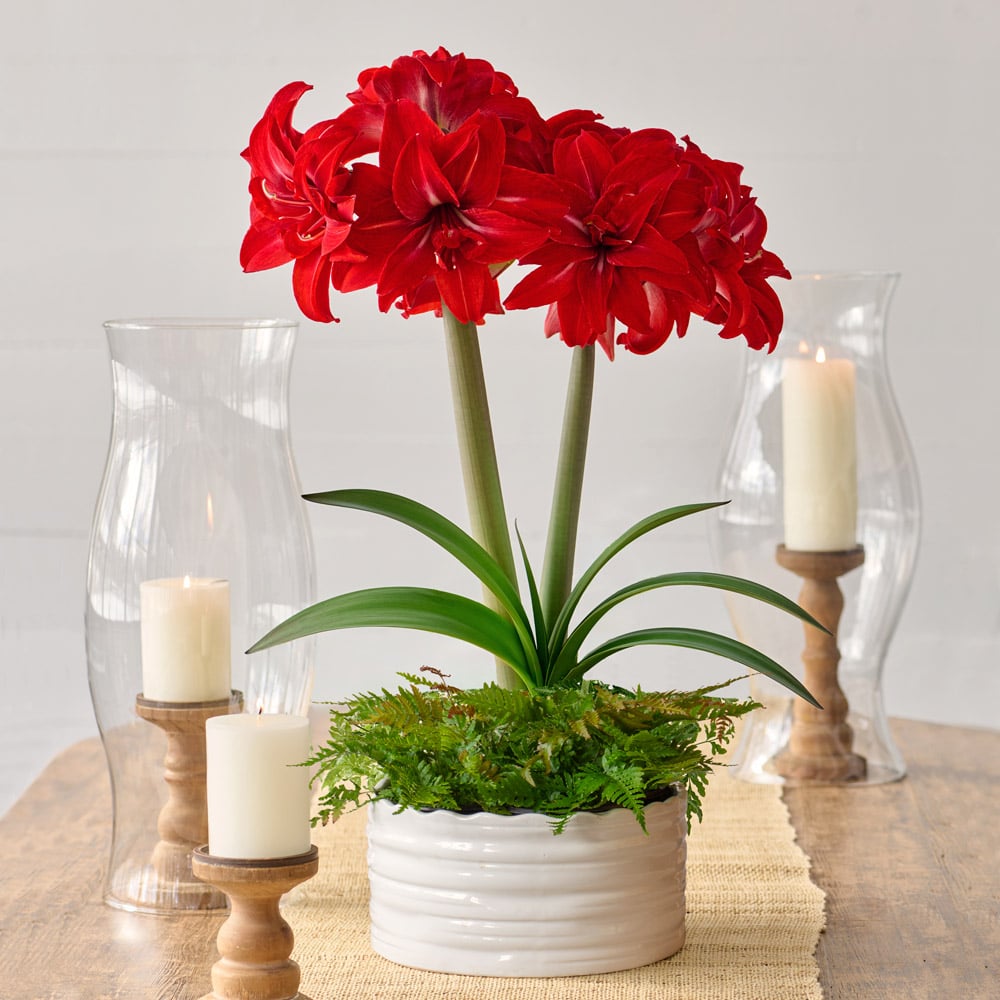 Amaryllis 'Double Delicious'