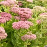  Hylotelephium telephium Autumn Joy