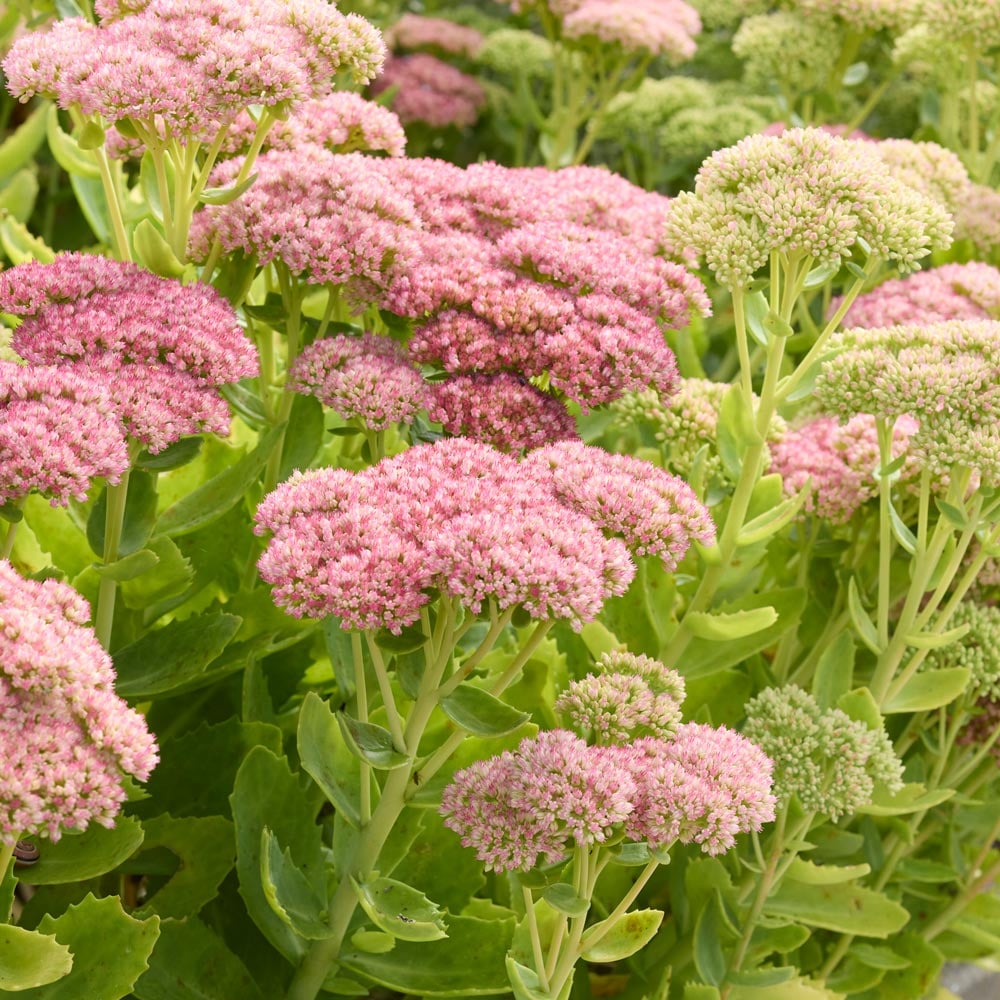 Hylotelephium telephium Autumn Joy