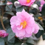 Camellia x Just Chill® Double Mauve