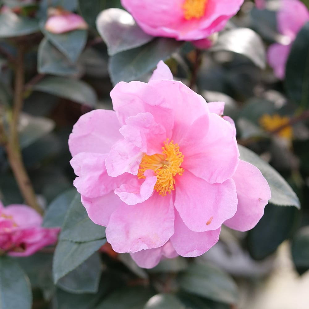 Camellia x Just Chill® Double Mauve | White Flower Farm