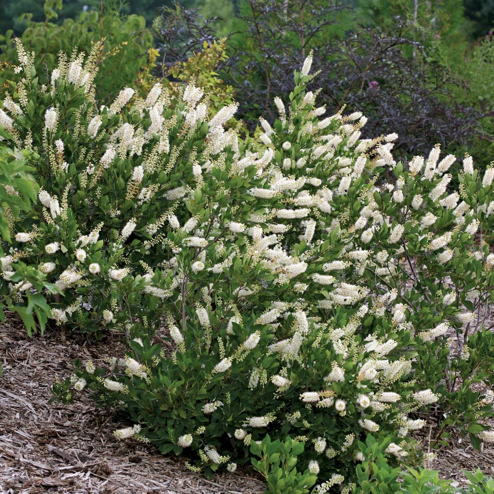 Clethra alnifolia Vanilla Spice®