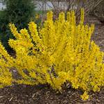  Forsythia Show Off® Sugar Baby®