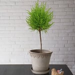  Lemon Cypress Topiary in Bergs Gray Kobenhavner Pot & Saucer