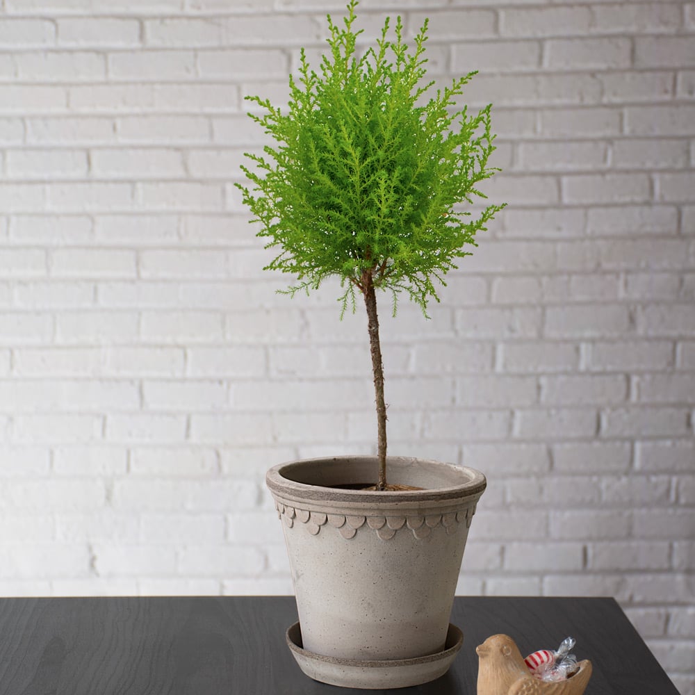 Lemon Cypress Topiary in Bergs Gray Kobenhavner Pot & Saucer