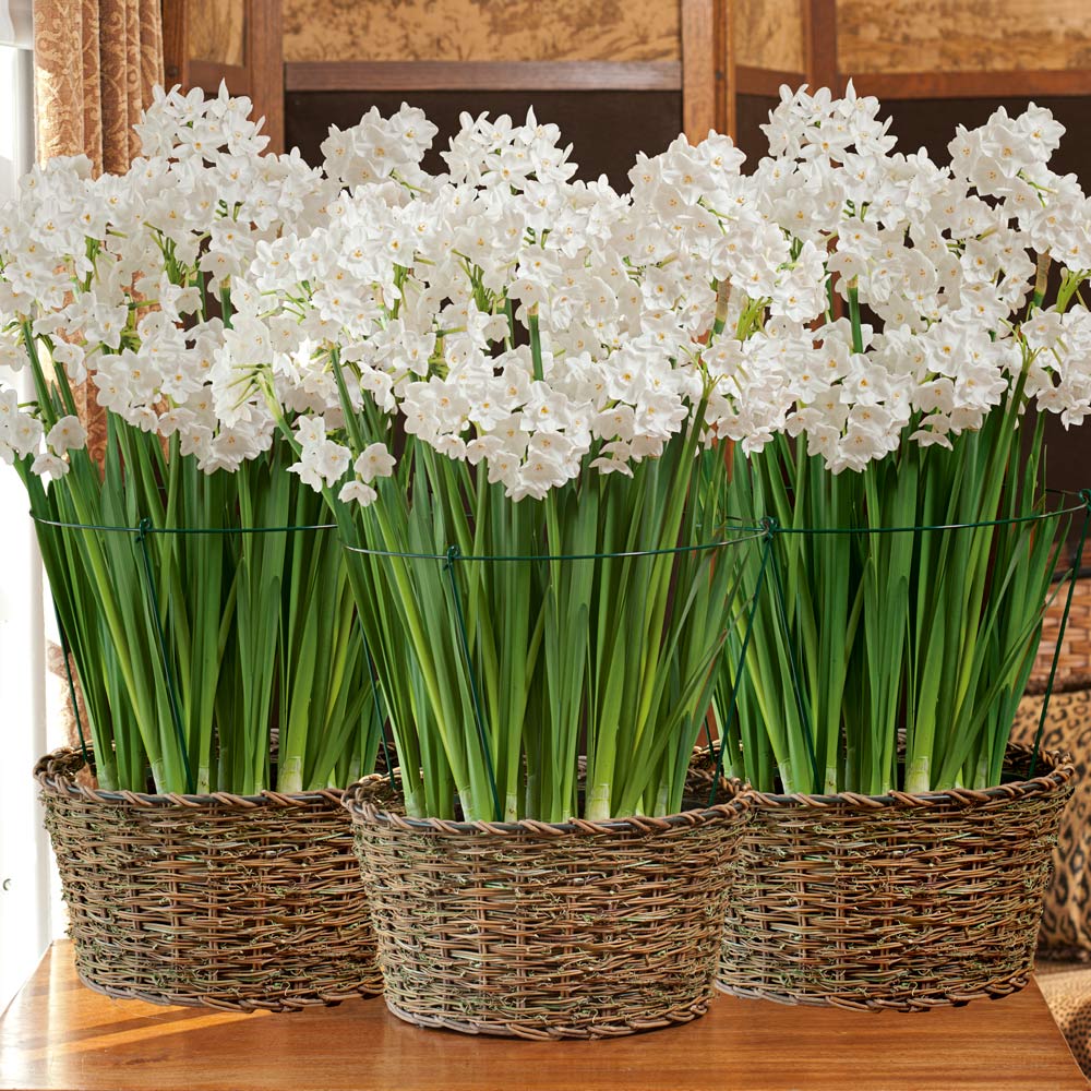 Paperwhite Kits with baskets to 3 Addresses - Standard Shipping Included