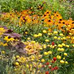 Annuals