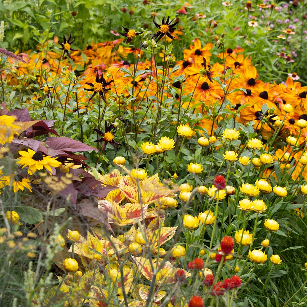 Annuals