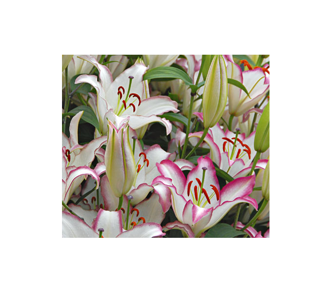 Lilium 'Hotline' White Flower Farm