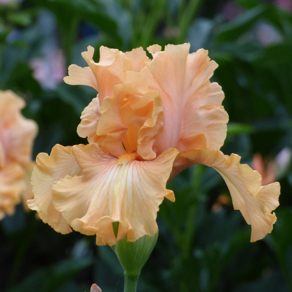 Iris germanica 'Mango Entrée'