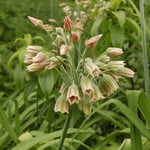  Allium siculum (6 bulbs per bag)