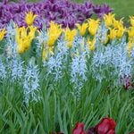 Camassia cusickii (6 bulbs per bag)