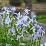  Iris magnifica (3 bulbs per bag)