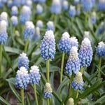 Muscari