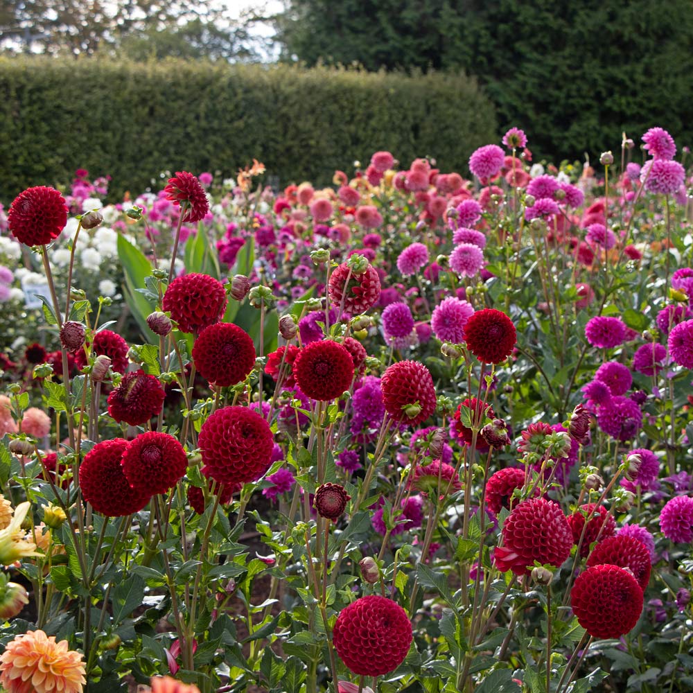 Dahlias