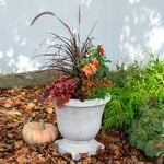  Amaretto Fall Container Garden