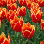  Tulip 'Fabio' (12 bulbs per bag)