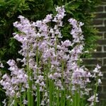  Hyacinthoides hispanica 'Rose Queen' (25 bulbs per bag)