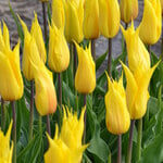  Tulip 'La Perla' (12 bulbs per bag)