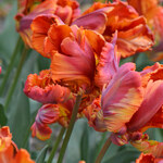  Tulip 'Rasta Parrot' (12 bulbs per bag)