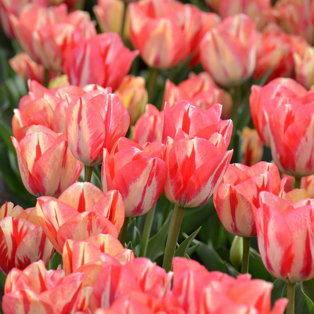 Tulip 'Spryng Break' (12 bulbs per bag)