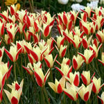 Species Tulips