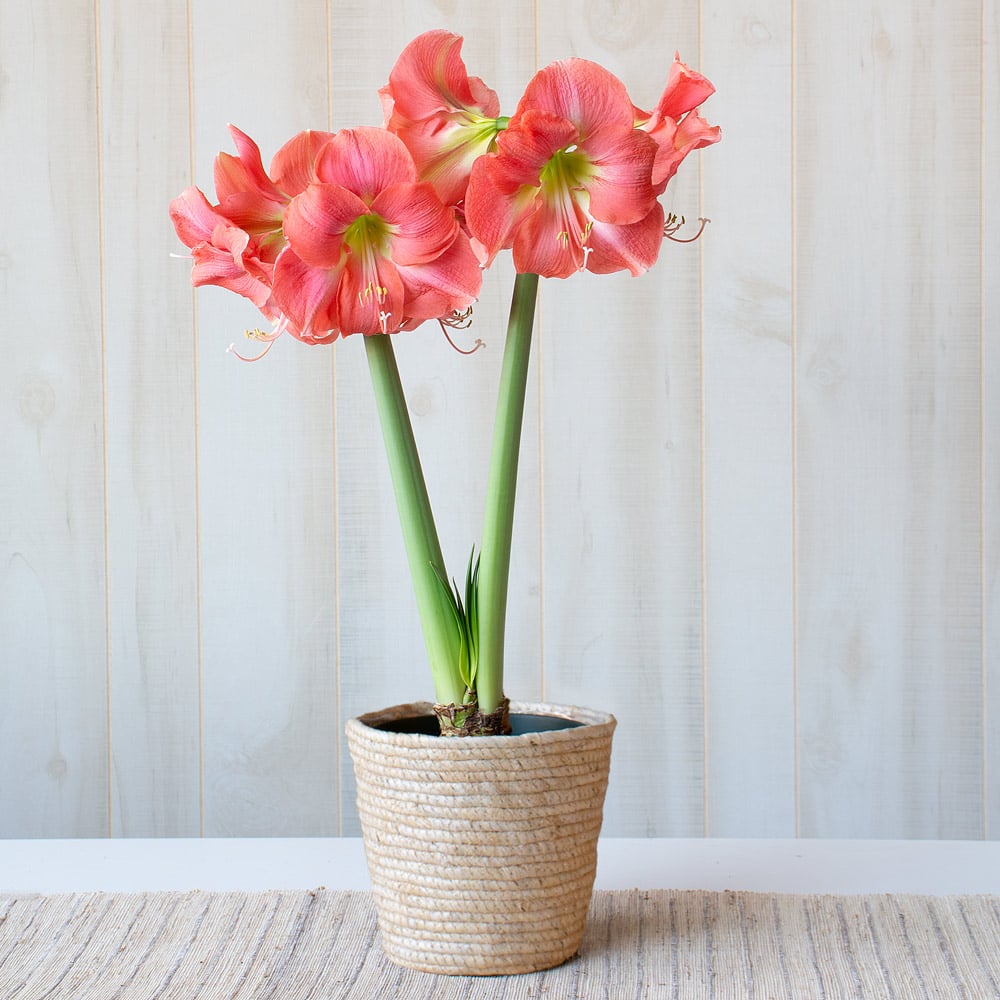 Amaryllis 'Rosalie'