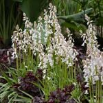 Hyacinthoides