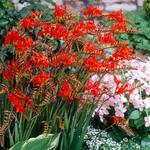  Crocosmia 'Lucifer'