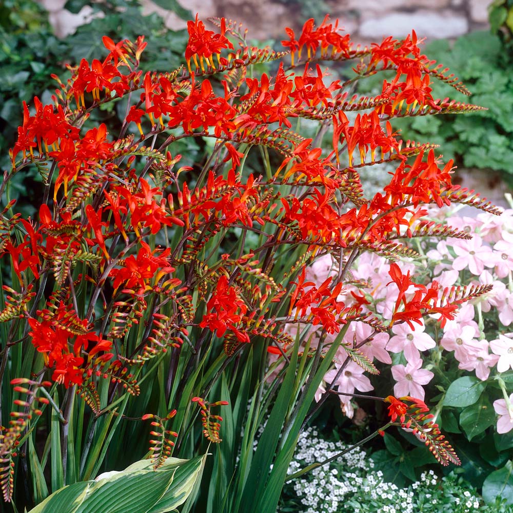Zone 9 & Warmer Perennials