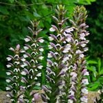  Acanthus 'Morning's Candle'