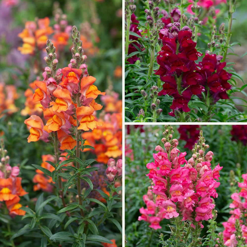 Sun-drenched Snapdragons