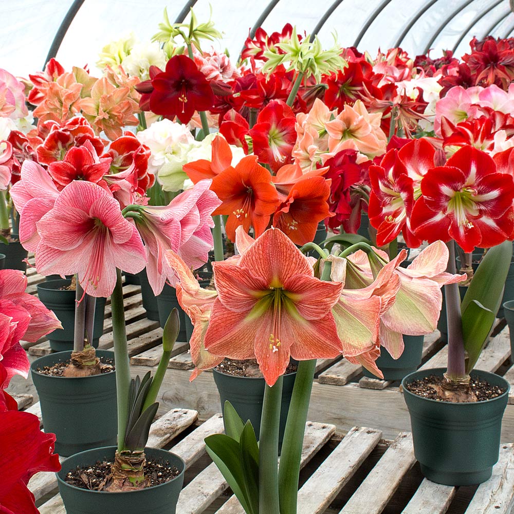 Amaryllis